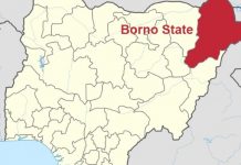 COVID-19: Total shutdown of Nigeria will cause N3 trillion loss in poultry investments