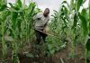 FG registers 5 million farmers for fertilizer subsidy -Minister