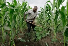 FCT farmers demand credit facilities, implements from FG