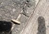 #EndSARS: Lagos Judicial Panel finds bullet shell casings at Lekki Tollgate
