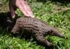 Nigeria seizes Vietnam-bound Pangolin scales worth N952 million