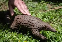 Nigeria seizes Vietnam-bound Pangolin scales worth N952 million