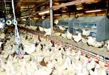 Poultry Association begs FG to grant waiver on grains, soybeans
