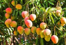 For plucking mangoes in Army barracks, “mad dog” tortures poor 10-year-old boy to death