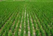 Benin Republic to partner Nigeria on rice production
