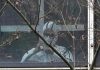 WHO COVID-19 origins report: Virus may have jumped from bats to humans via second animal; lab leak highly unlikely
