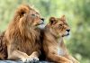 Two lions test positive for COVID-19
