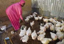 Street Water Hawker to Poultry Entrepreneur: Enterprise Training Changes a Woman’s Life