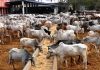 22 Govs. apply as FG begins model ranch fund’s disbursement next week