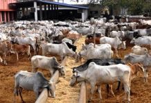 KACRAN appeals for increased funding for the Ministry of Livestock Development