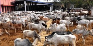 KACRAN appeals for increased funding for the Ministry of Livestock Development