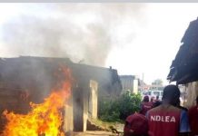 NDLEA destroys 42.9 hectares of hemp farmlands in Ekiti — Official