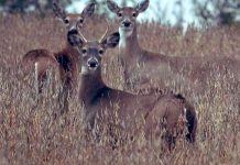 Deer test positive for COVID-19 in Canada