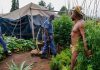 Police arrest man for growing marijuana outside president’s office