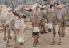 Customs impounds N42m worth of donkey meat