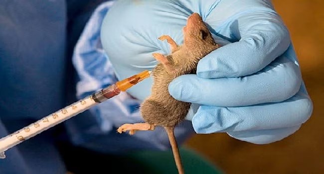 Lassa Fever claimed more lives this year than in 2021 – Report