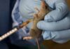 Eight persons die of Lassa Fever in Gombe within two months