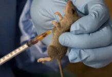 Eight persons die of Lassa Fever in Gombe within two months