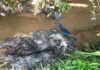 Hausa, Yoruba Clash: three people killed, many injured in Osun