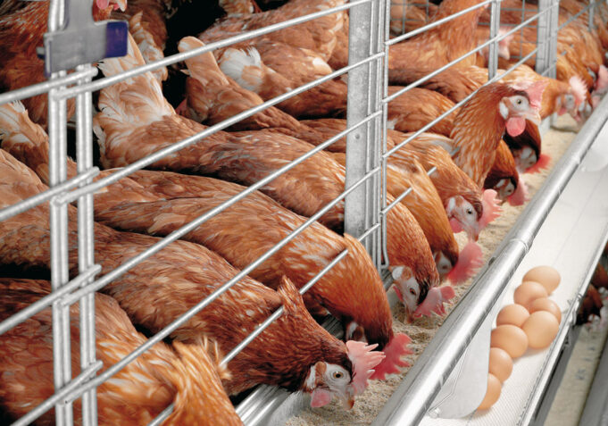 Poultry association raises the alarm over industry’s imminent collapse
