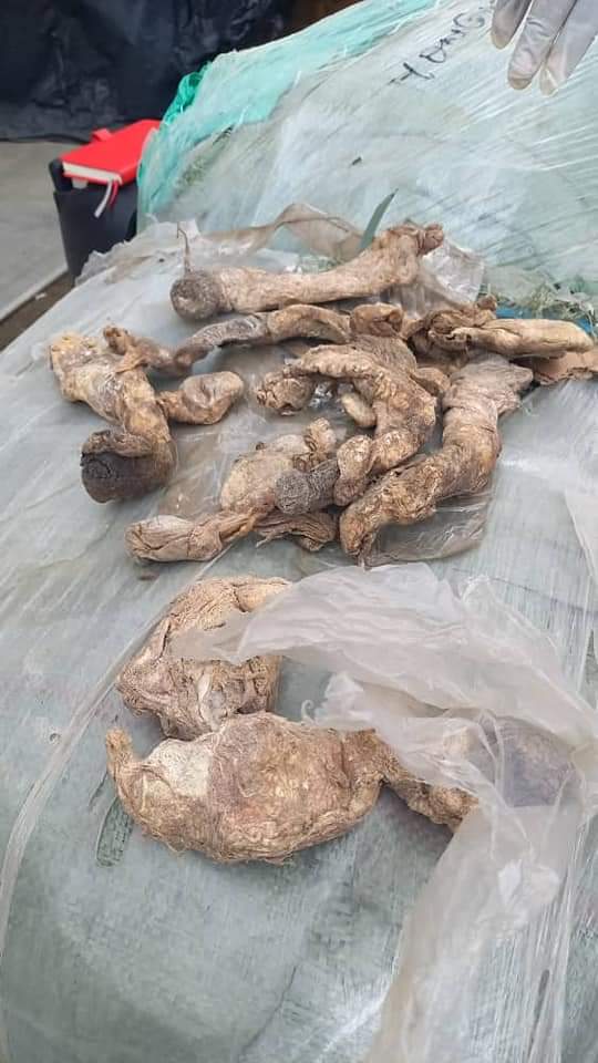 Customs impounds 7,000 pieces of Donkeys’ genitals, fake drugs in Lagos