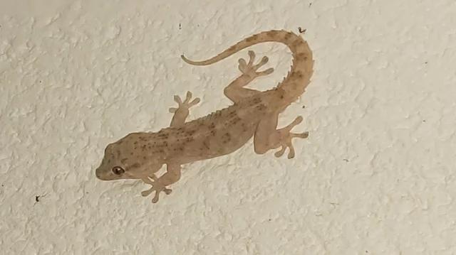 Wall Gecko reportedly wipes out family of six persons in Ogun State