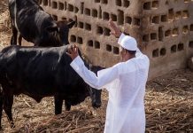 Buhari: I look forward to taking care of my cows, sheep