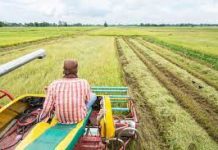 UK boosts efficiency in rice production in Nigeria