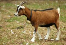 Teenager jailed for stealing goat