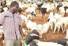 Eid-el-Kabir: “I spend N1m on checkpoint settlements from north to Calabar” – Livestock dealer