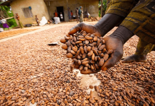 US removes export duties on Nigeria’s cocoa, other products