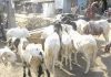 Anthrax Alert: EHOAN warns butchers to avoid slaughtering infected animals