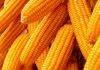 Man jailed for stealing N20,000 maize