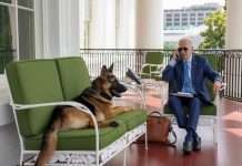 Biden’s dog removed from White House for biting security operatives