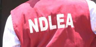 NDLEA destroys 50 hectares of Marijuana farms in Edo