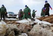 Mongolia on disaster alert as over 500,000 livestock frozen to death