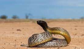 Kidnappers use poisonous snakes to terrorise us – Victims