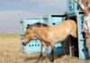 Wild horses return to Kazakh plain after centuries
