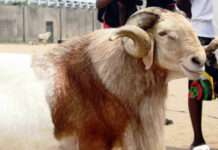 Just in: Saudi Arabia announces Sallah, Arafat dates