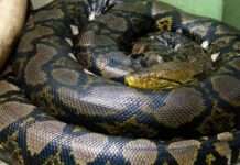 Giant python swallows 45-year-old woman in her farm