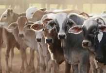 Abuja butchers lament high cost of livestock, low demand from customers