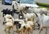 Cows obstruct Nigeria’s capital as climate change and development leave herders with nowhere to go, By TAIWO ADEBAYO