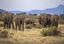 Farmers lament as elephants destroy Borno farmlands