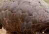 Nigerian authorities arrest two metric tons of pangolin scales