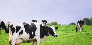 Condom-wearing man dies trying to “rape a cow”