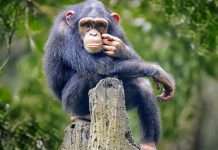 Apes can tell when humans don’t know something, says study