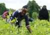 Women farmers say Nigeria faces severe hunger with proposed budget to agriculture