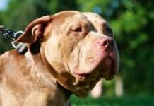 Dog accidentally shoots owner after getting paw stuck in trigger guard