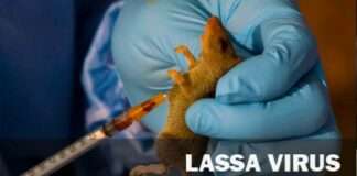 Lassa fever: 127 lives lost in Nigeria, Ondo, Bauchi, Edo worst hit – NCDC
