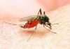 Google seeks approval to release 32 million sterilised mosquitoes in US to fight dengue, Zika Google seeks approval to release 32 million sterilised mosquitoes in US to fight dengue, Zika